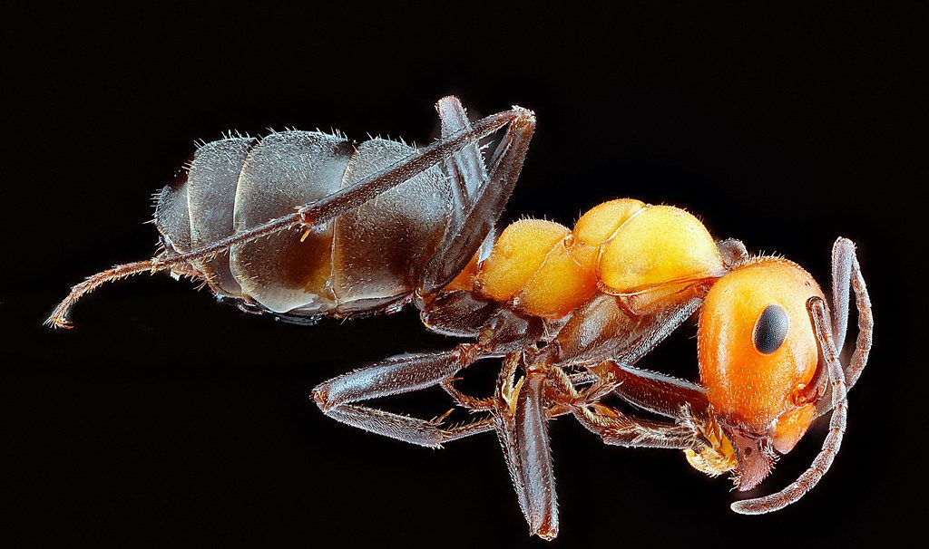 Ant Control service in Bellflower, CA