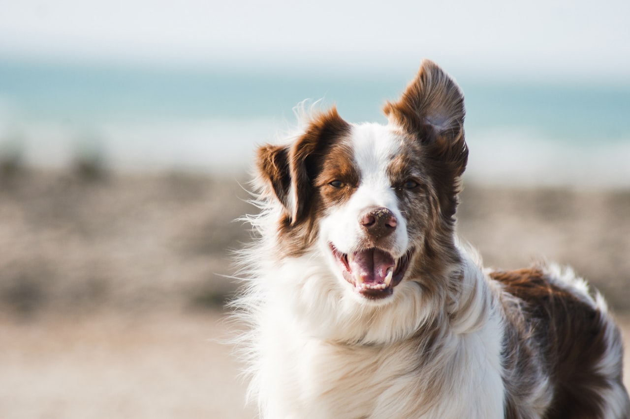 Flea & Tick Control service in Bellflower, CA
