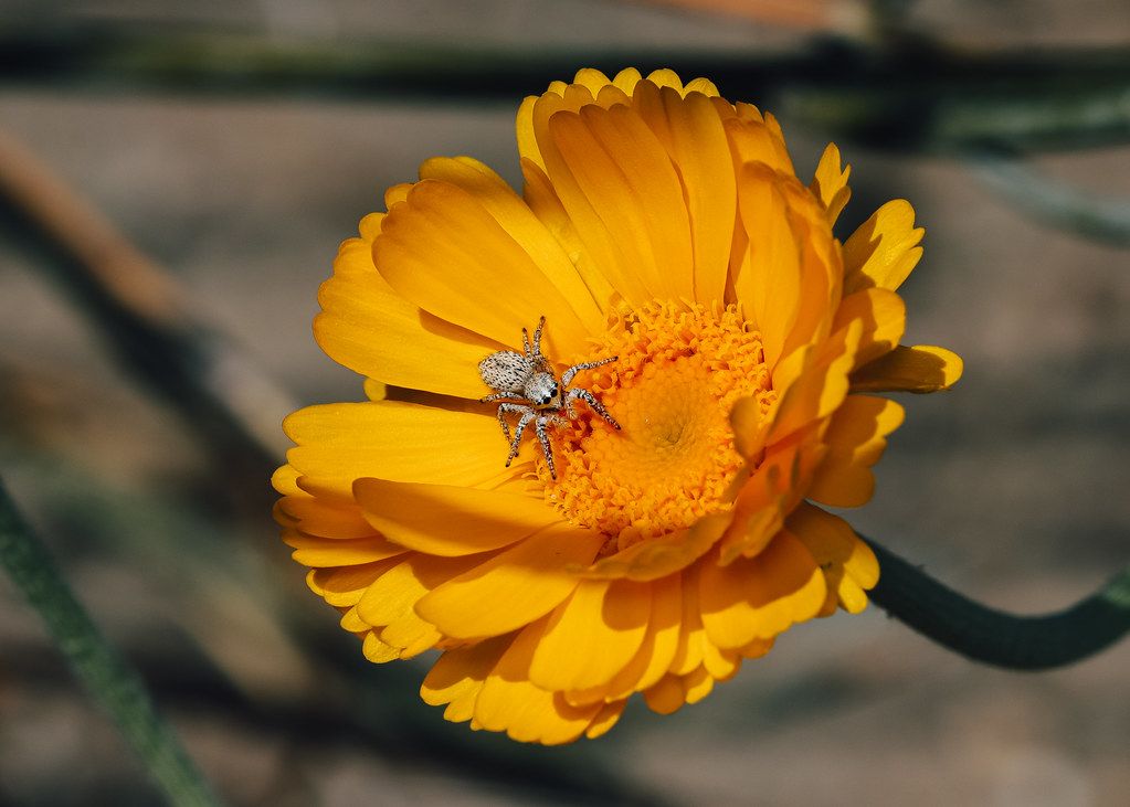 Spider Control service in Bellflower, CA